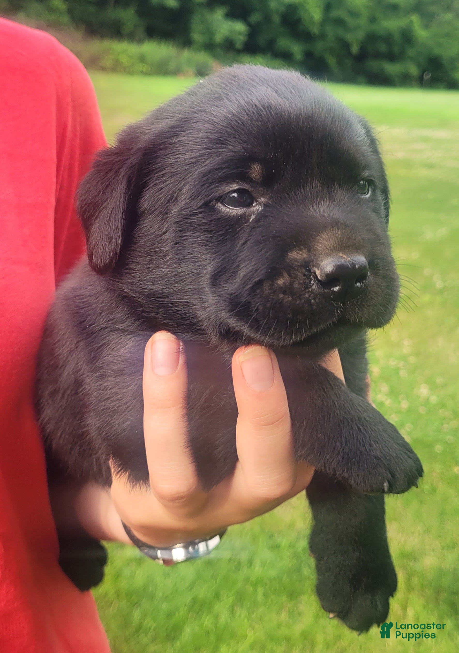 Labrador Retriever dogs Marshall  - Ad 2