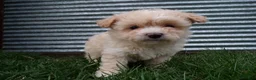 Shihpoo dogs for sale: Parker - Ad 19