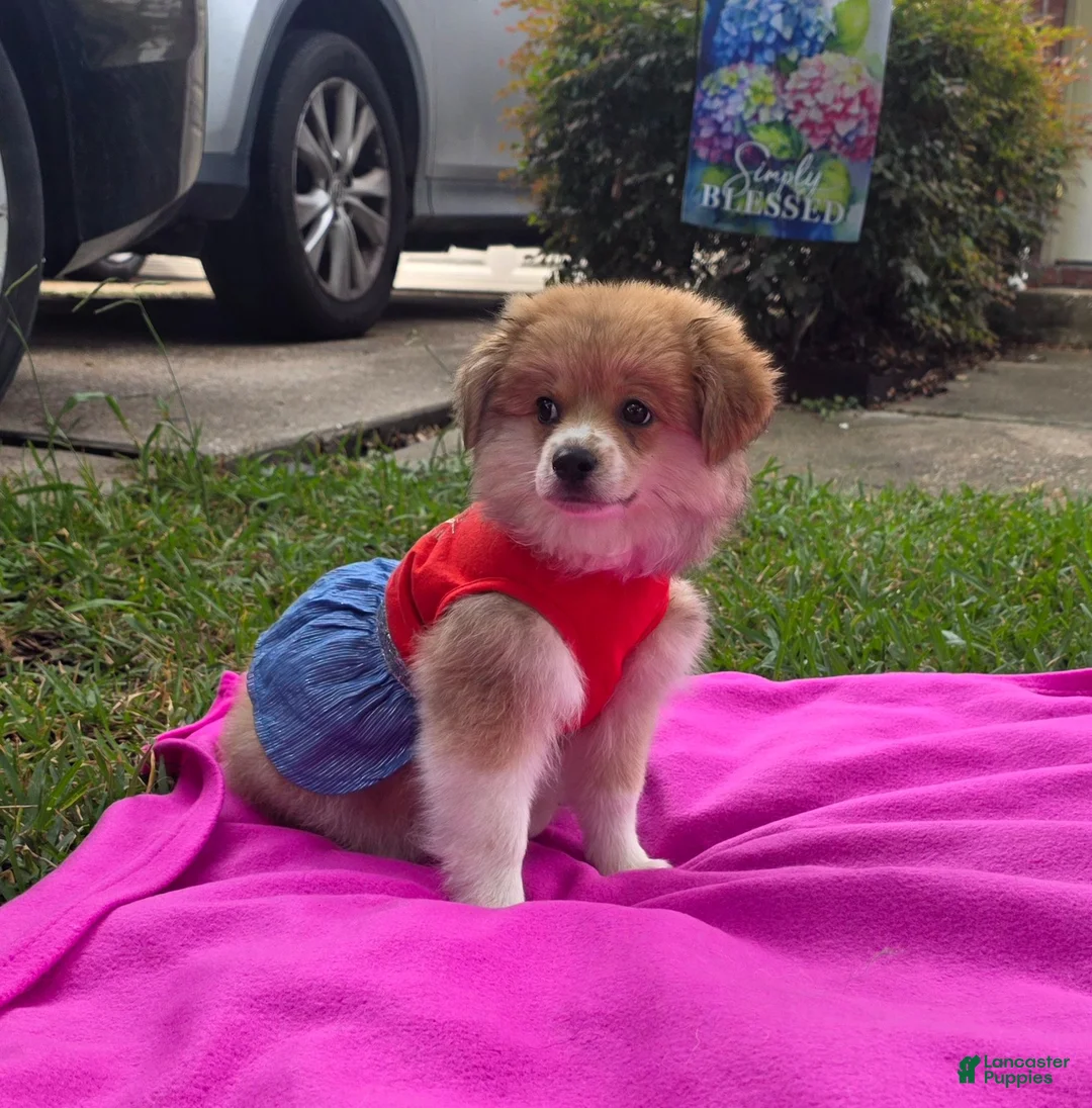 Mixed Breed dogs for sale: Mixed Breed 2 - Ad 10