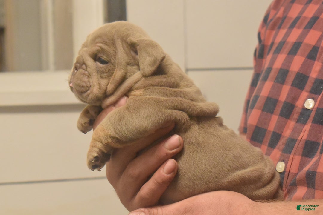 English Bulldog dogs for sale: Coach - Ad 2