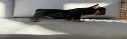French Bulldog dogs for sale: Pepper - Ad 6