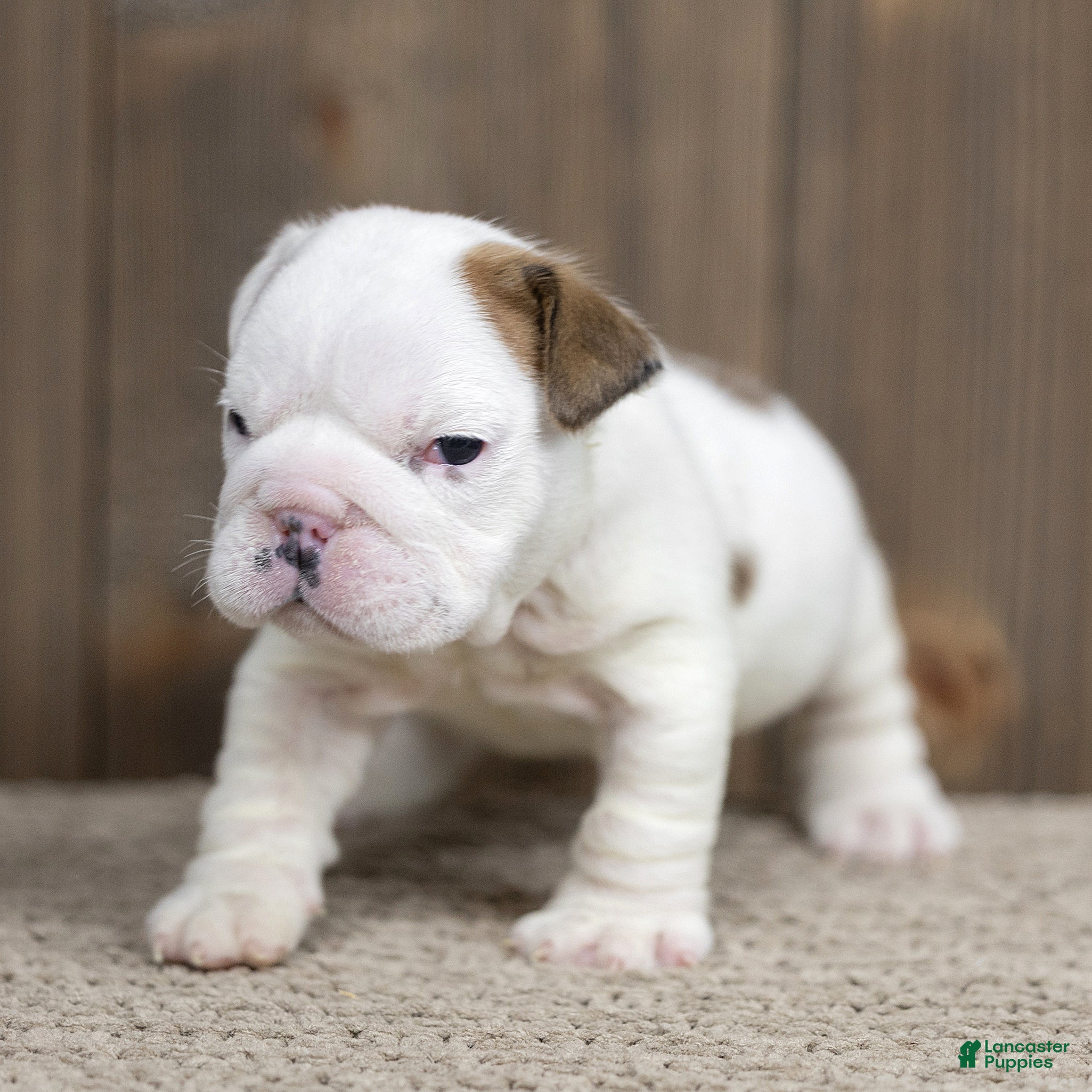 English Bulldog dogs for sale: Stella English Bulldog  - Ad 1
