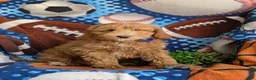 Mini Goldendoodle dogs for sale: Bronco Hypoallergenic - Ad 3