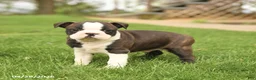 Boston Terrier dogs for sale: Royal - Ad 2