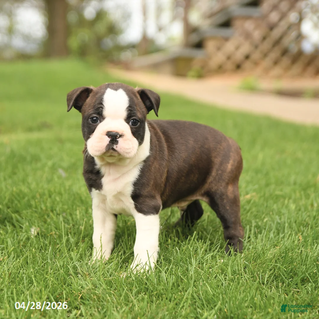 Boston Terrier dogs for sale: Royal - Ad 2