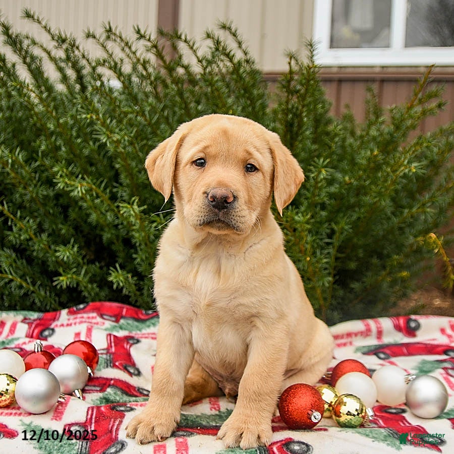 Labrador Retriever dogs Magic - Ad 39