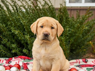 Labrador Retriever dogs Magic - Ad 41