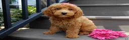 Mini Goldendoodle dogs for sale: Hazel - Ad 5