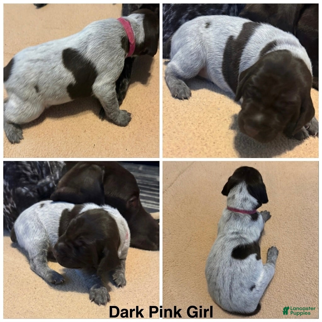 German Shorthaired Pointer dogs German Shorthaired Pointer Puppy 6 - Ad 10