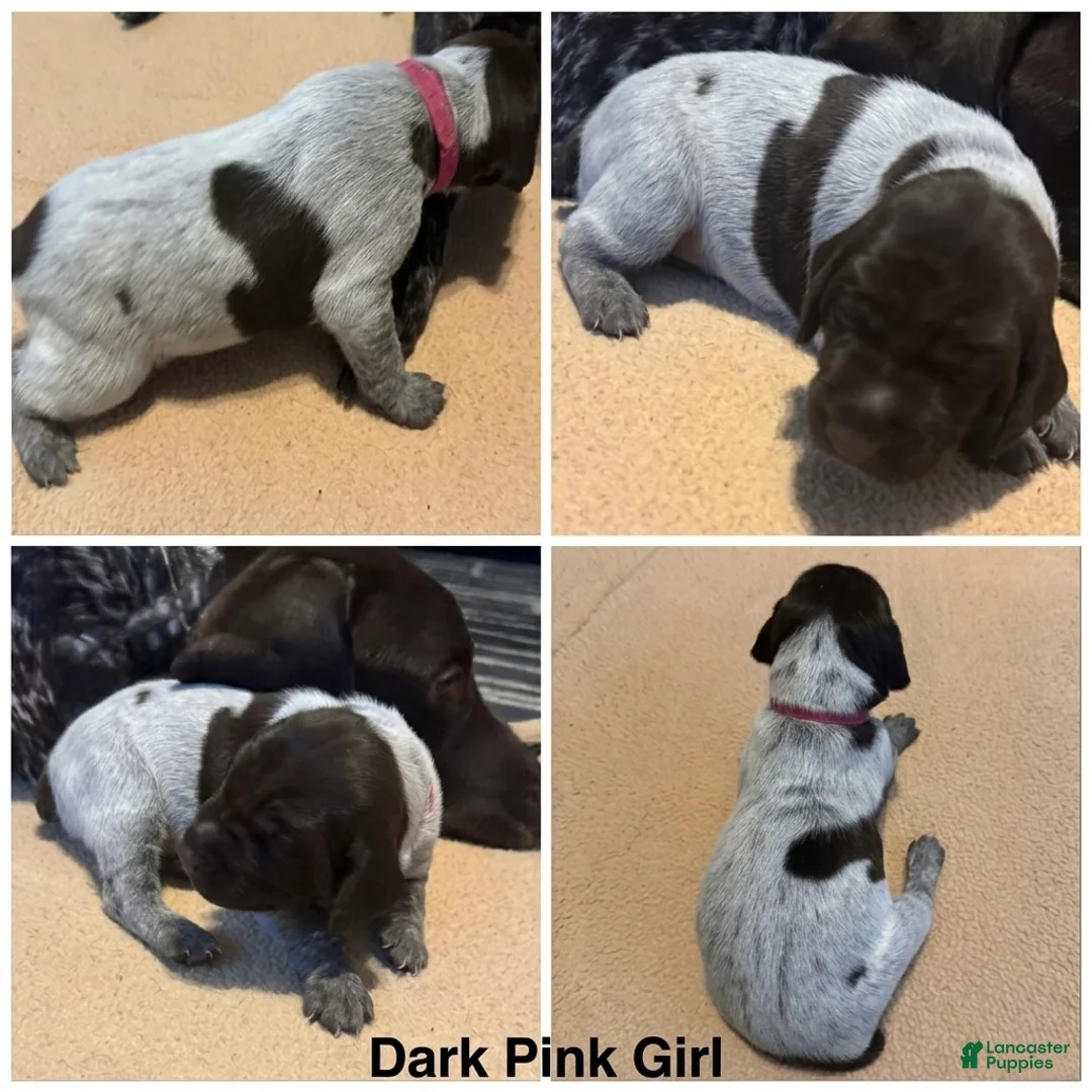 German Shorthaired Pointer dogs for sale: German Shorthaired Pointer Puppy 6 - Ad 1