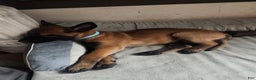 Belgian Malinois dogs for sale: Light Blue - Ad 4