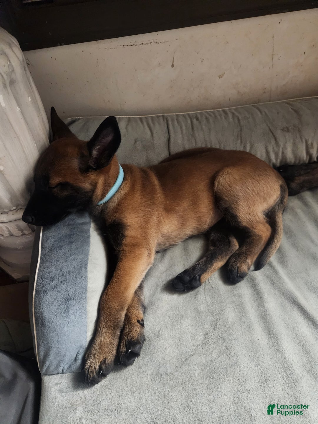 Belgian Malinois dogs for sale: Light Blue - Ad 4