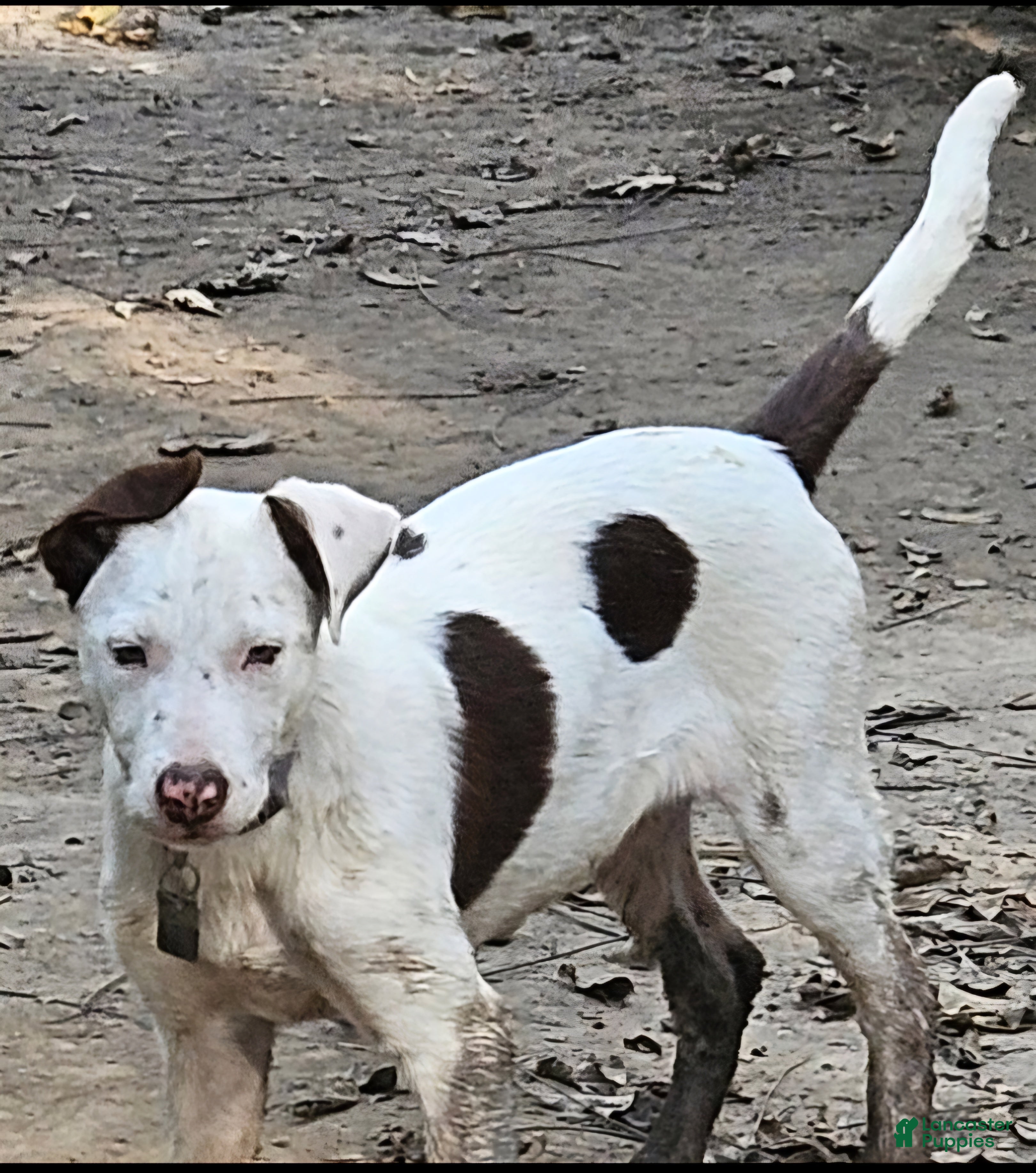 Border Collie dogs for sale: Suzy (Call-Text) - Ad 34
