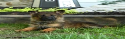 German Shepherd dogs for sale: Bryan - Ad 2