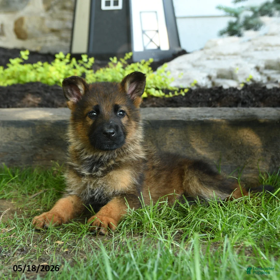 German Shepherd dogs for sale: Bryan - Ad 2