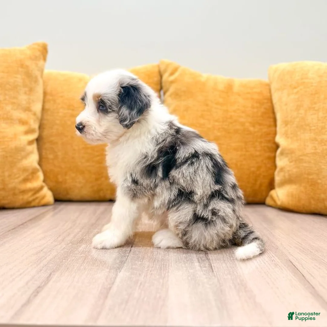 Mini Bernedoodle dogs for sale: Harper - Ad 2