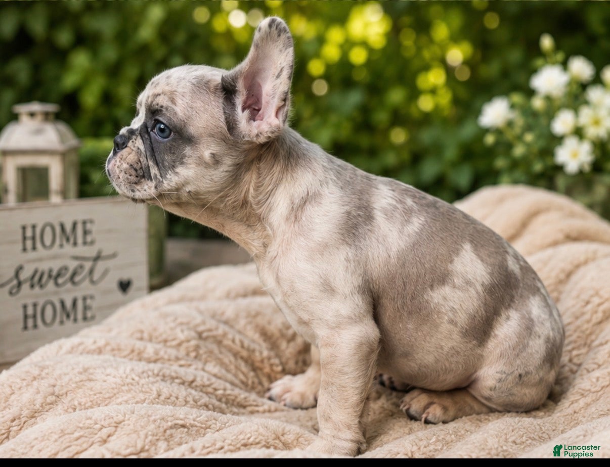 French Bulldog dogs Legacy  - Ad 2