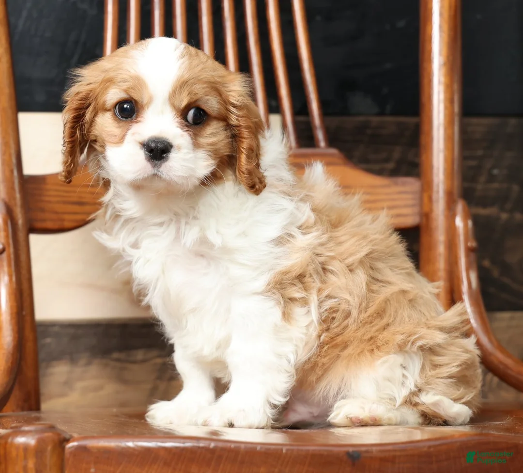 Cavalier King Charles Spaniel dogs for sale: Buck - Ad 7
