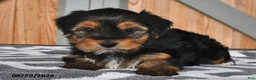 Mixed Breed dogs for sale: Arlen - Ad 3