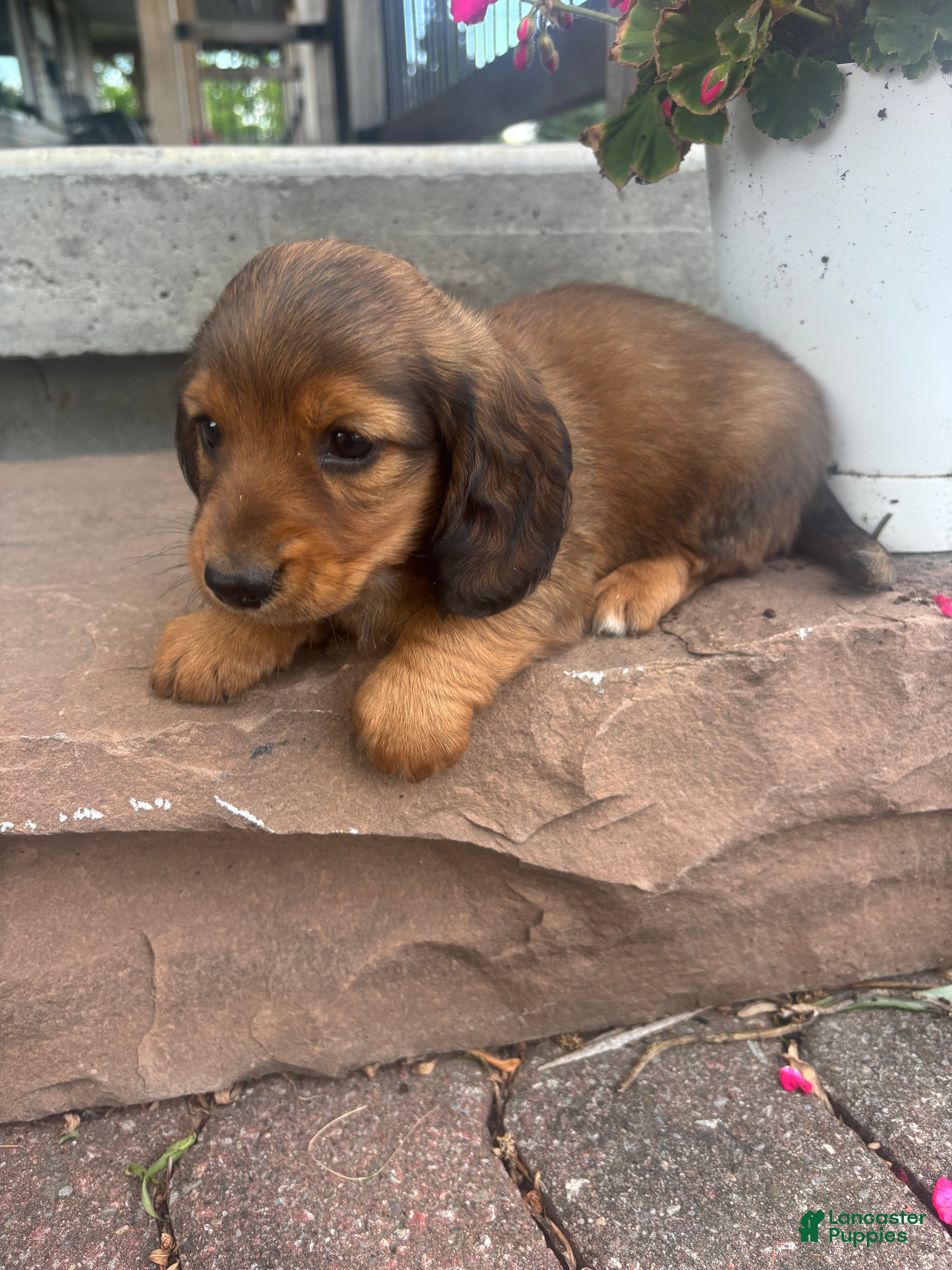 Miniature Dachshund dogs Blazer - Ad 2