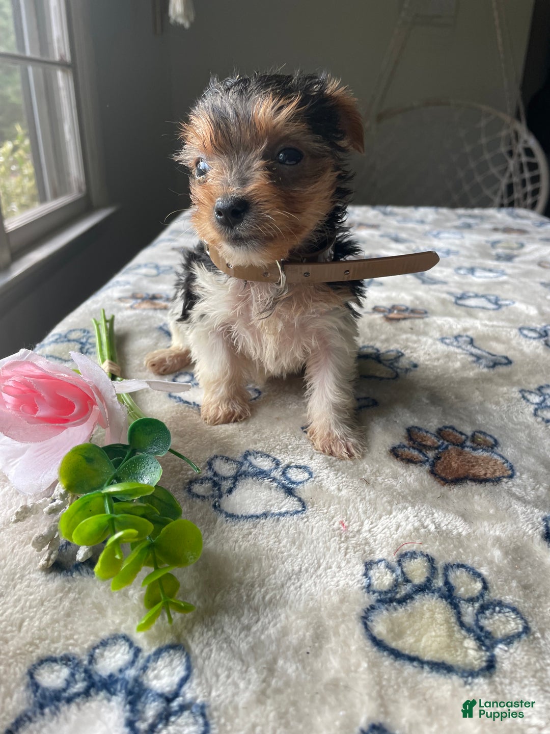 Morkie dogs for sale: Ally - Ad 1