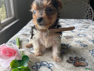 Morkie dogs Ally - Ad 12