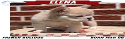French Bulldog dogs for sale: Elena - Ad 1