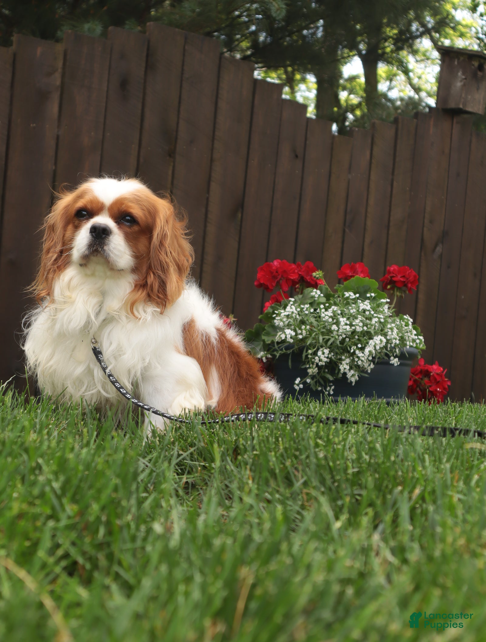 Cavalier King Charles Spaniel dogs for sale: Benjamin  - Ad 1