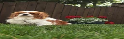 Cavalier King Charles Spaniel dogs for sale: Benjamin  - Ad 1