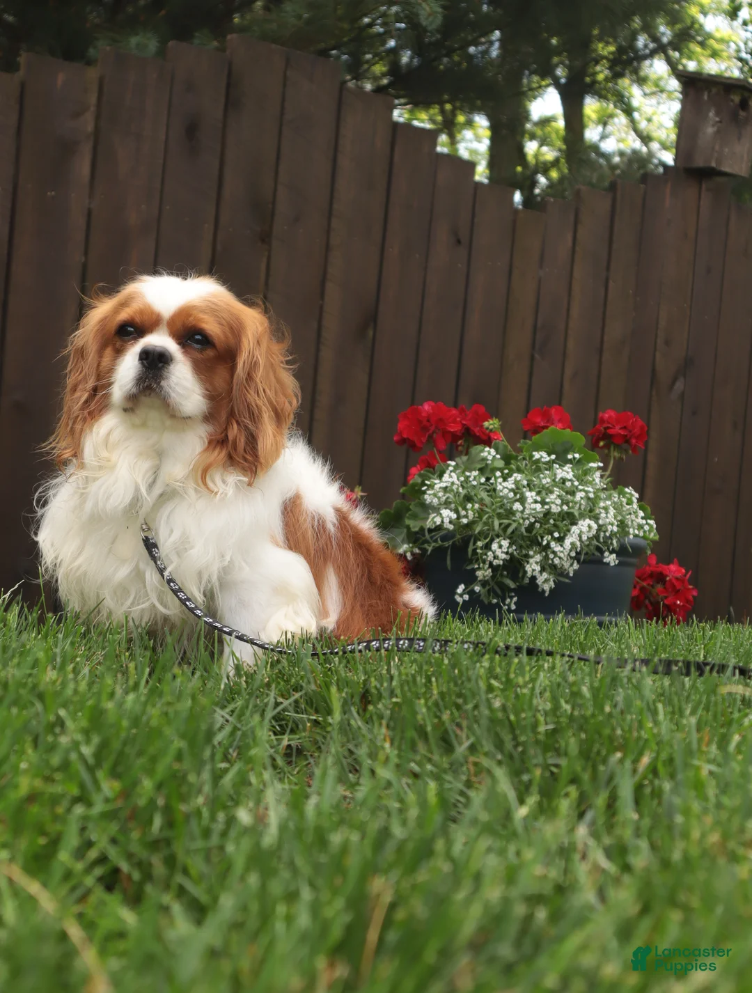 Cavalier King Charles Spaniel dogs for sale: Benjamin  - Ad 1