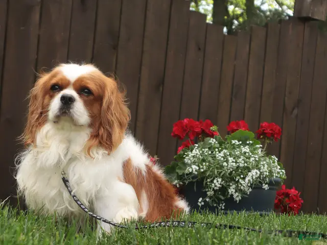 Cavalier King Charles Spaniel dogs for sale: Benjamin - Ad 1