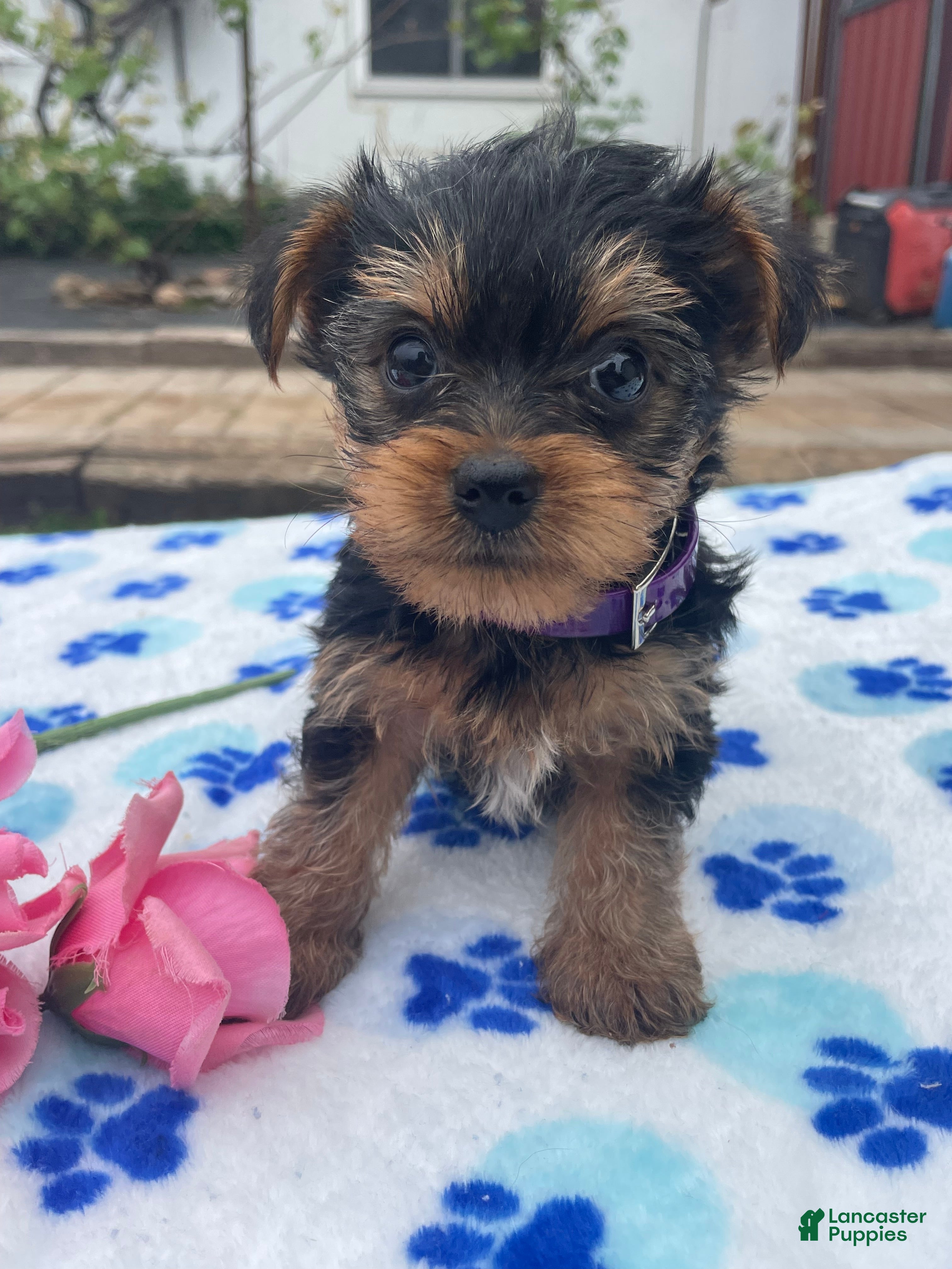 Yorkshire Terrier dogs Princess - Ad 9