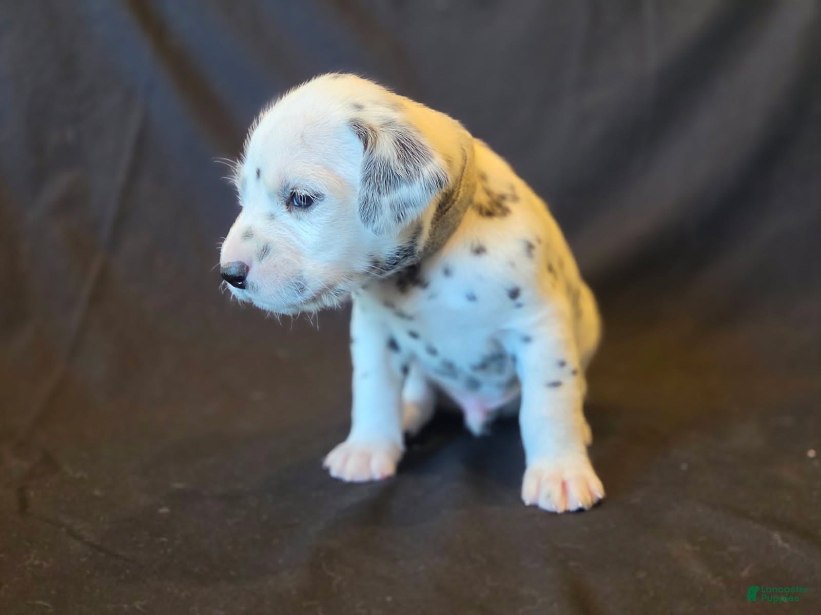 Dalmatian dogs Black - Ad 1