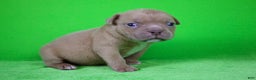 American Bully dogs for sale: Lilac Male - Ad 6