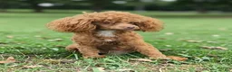 Toy Poodle dogs for stud: Moose - Ad 7