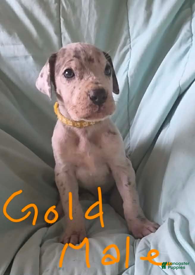 Great Dane dogs Gold Collar Male - Ad 1