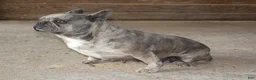French Bulldog dogs for sale: Melody - Ad 3