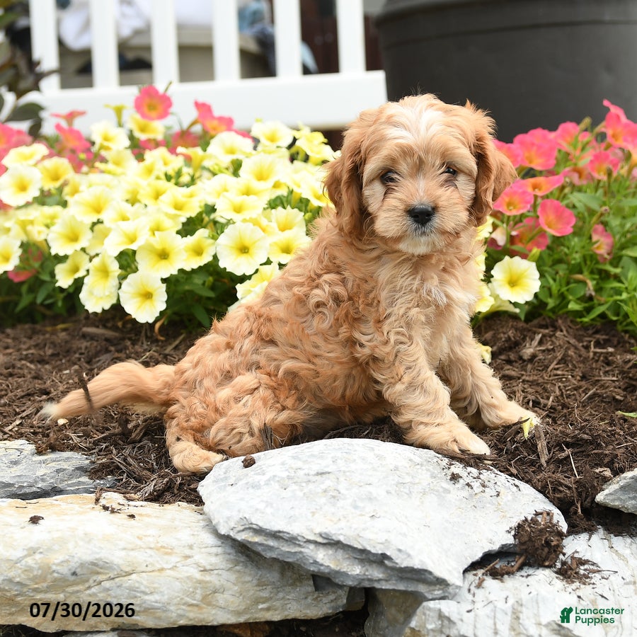 Cavapoo dogs Ridge - Ad 2