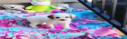 Mini Goldendoodle dogs for sale: Raina - Ad 2