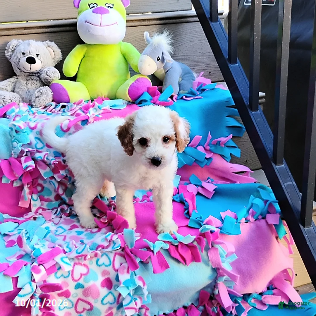Mini Goldendoodle dogs for sale: Raina - Ad 2