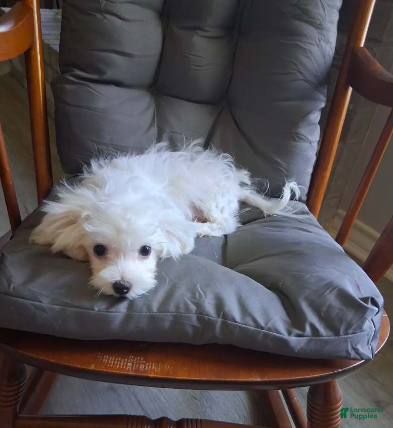 Maltese dogs  Levi  - Ad 2