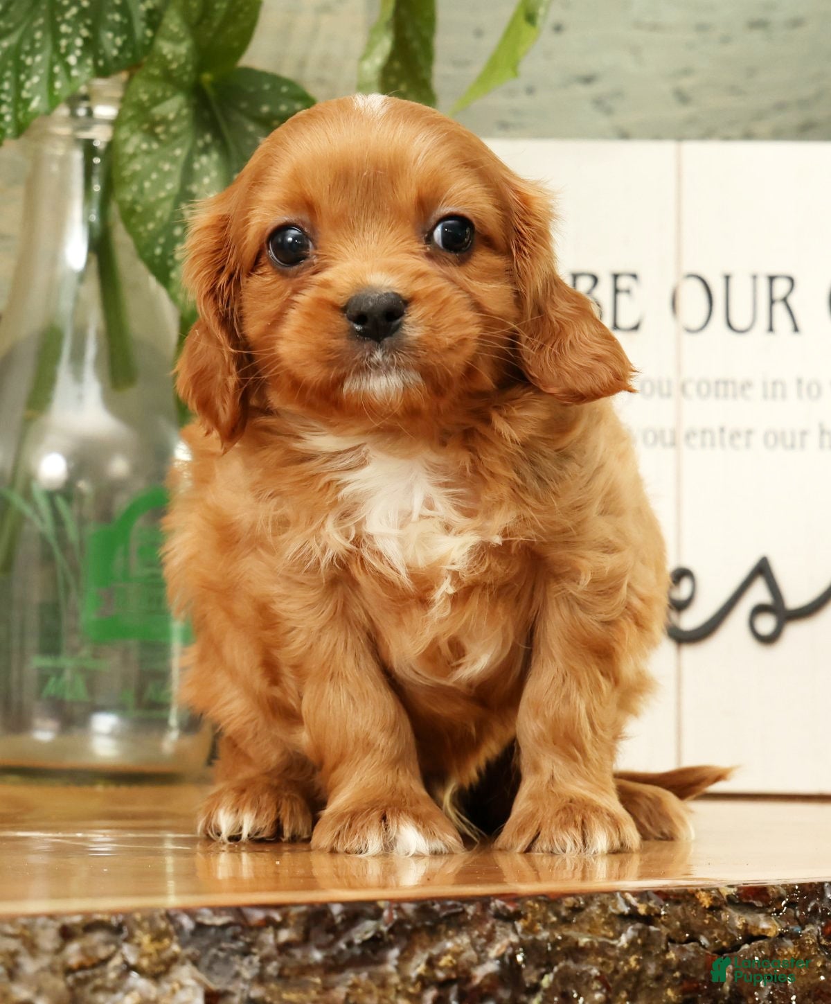 Cavapoo dogs Bentley - Ad 2