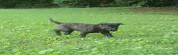 Dutch Shepherd dogs for sale: Jana - Ad 5