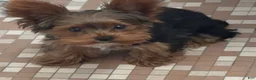 Yorkshire Terrier dogs for sale: Yorkshire Terrier 1 - Ad 4