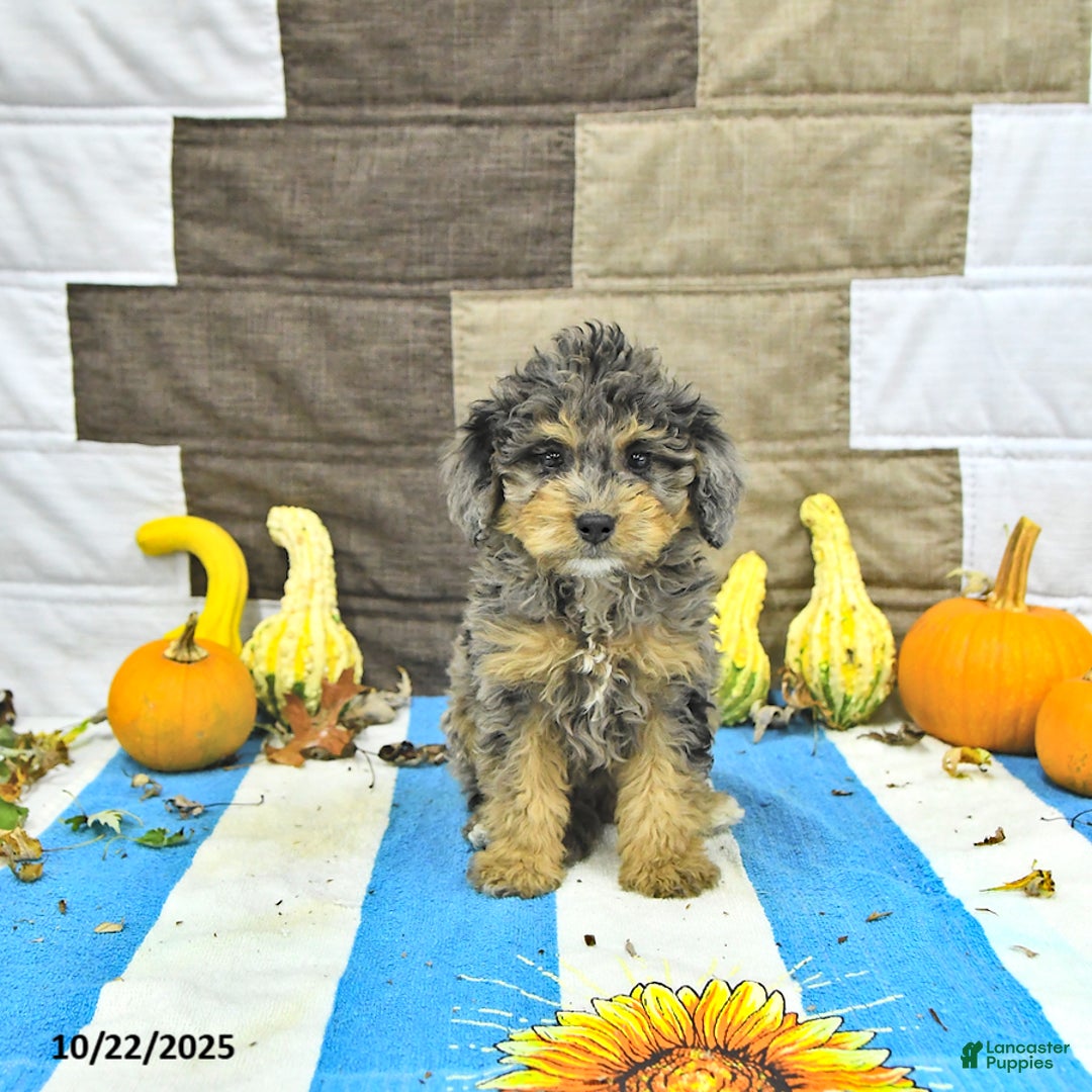 Mini Bernedoodle dogs for sale: Daisy - Ad 3