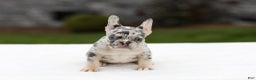 French Bulldog dogs for sale: Fern - Ad 3