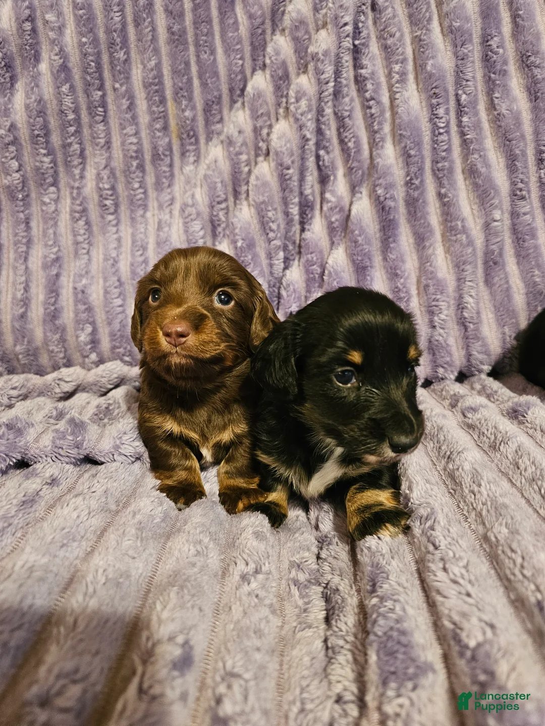 Miniature Dachshund dogs for sale: Milo - Ad 1