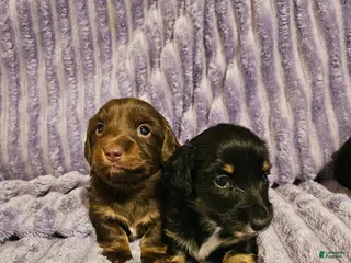 Miniature Dachshund dogs Milo - Ad 13