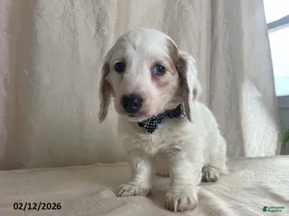 Miniature Dachshund dogs Valentine - Ad 3