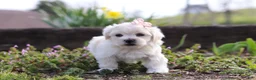 Morkie dogs for sale: Pearl - Ad 4